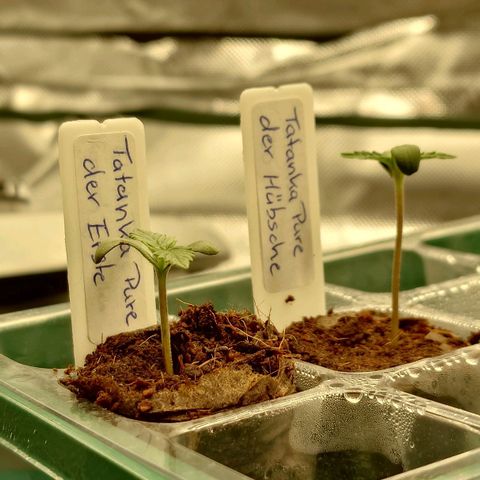 Tatanka Brothers growlog timeline photo