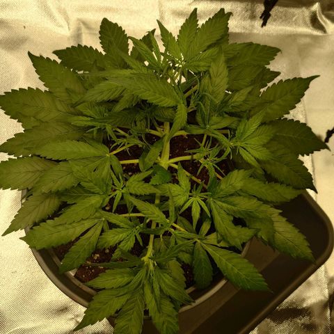 Gorilla Glue Auto growlog timeline photo
