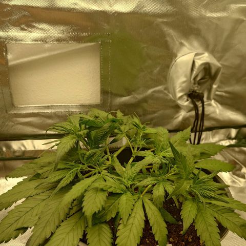 Gorilla Glue Auto growlog timeline photo