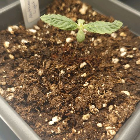 Northern Lights growlog timeline photo