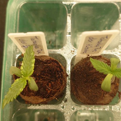 Tatanka Brothers growlog timeline photo