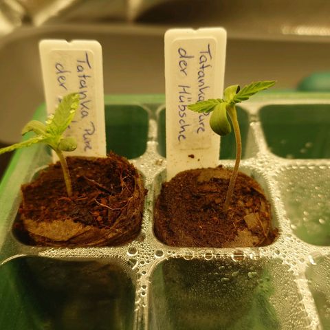 Tatanka Brothers growlog timeline photo
