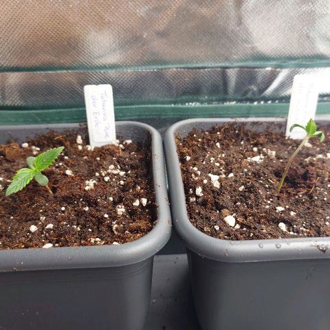 Tatanka Brothers growlog photo: Umgetopft auf 1 L