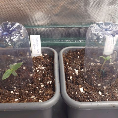 Tatanka Brothers growlog timeline photo