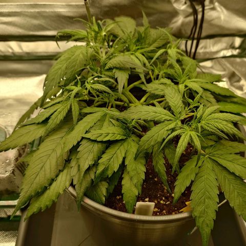 Gorilla Glue Auto growlog timeline photo