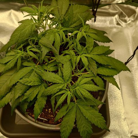 Gorilla Glue Auto growlog timeline photo
