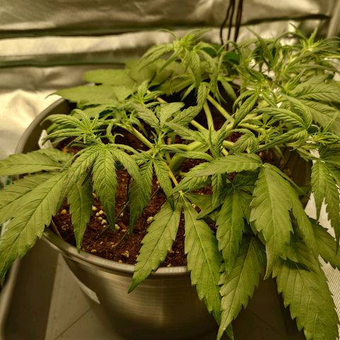 Gorilla Glue Auto growlog photo: Das Ganze ein wenig entkrautet, sich überlappende Blätter entfernt 