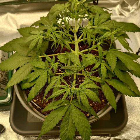 Gorilla Glue Auto growlog photo: Das Ganze ein wenig entkrautet, sich überlappende Blätter entfernt 