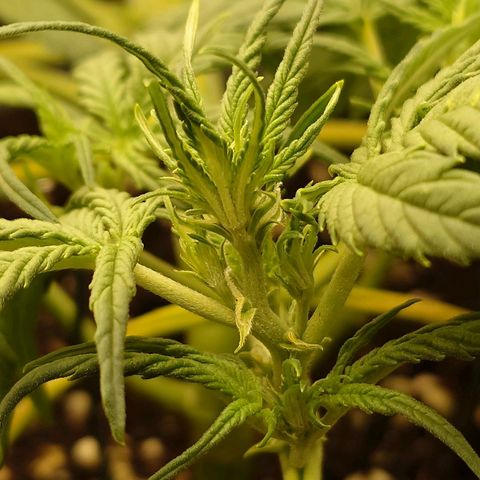 Gorilla Glue Auto growlog timeline photo