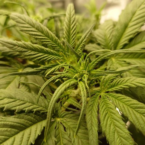 Gorilla Glue Auto growlog timeline photo