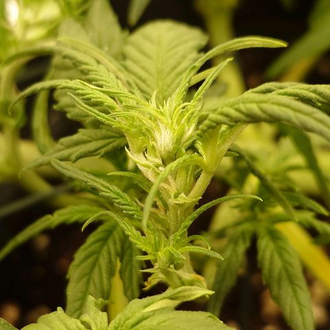 Gorilla Glue Auto growlog timeline photo