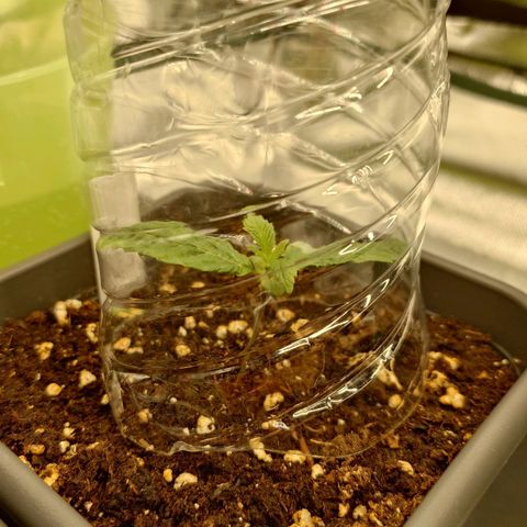 Northern Lights growlog timeline photo