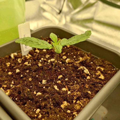 Northern Lights growlog timeline photo