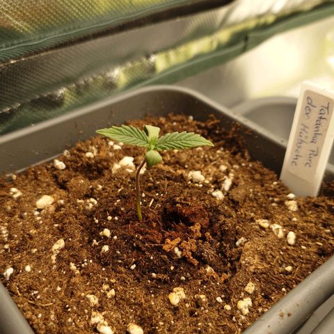 Tatanka Brothers growlog timeline photo