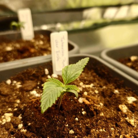 Tatanka Brothers growlog timeline photo