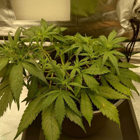 Gorilla Glue Auto growlog timeline photo