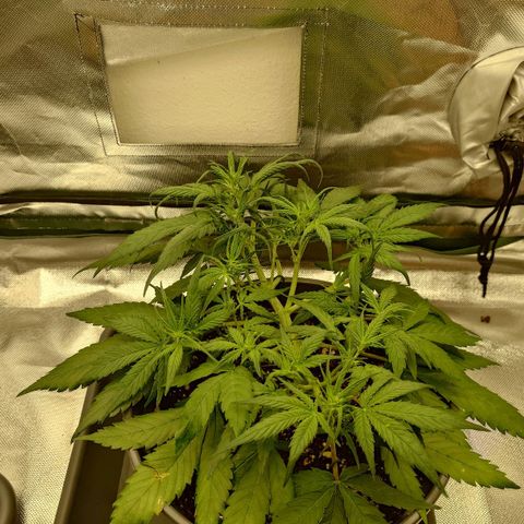 Gorilla Glue Auto growlog timeline photo