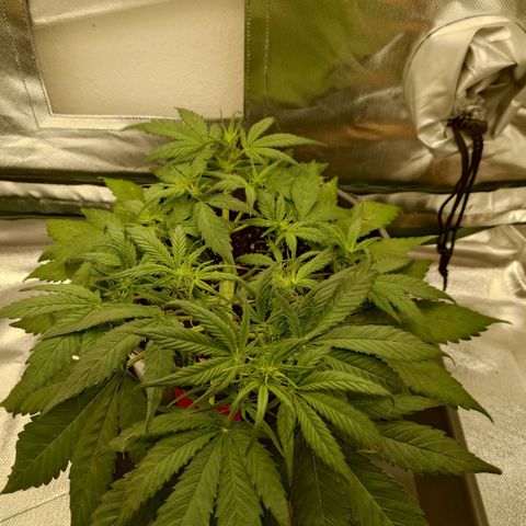 Gorilla Glue Auto growlog timeline photo