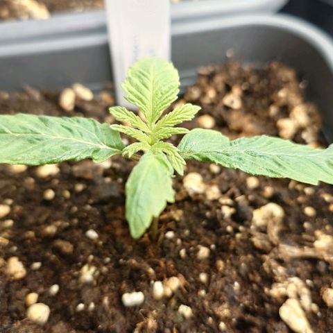 Northern Lights growlog timeline photo