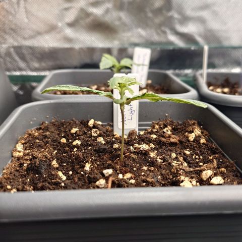 Northern Lights growlog timeline photo