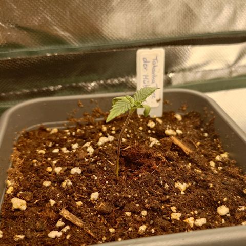 Tatanka Brothers growlog timeline photo