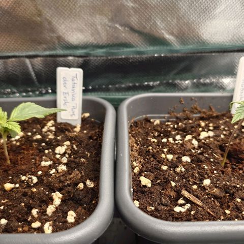Tatanka Brothers growlog timeline photo