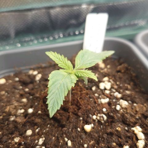 Tatanka Brothers growlog timeline photo