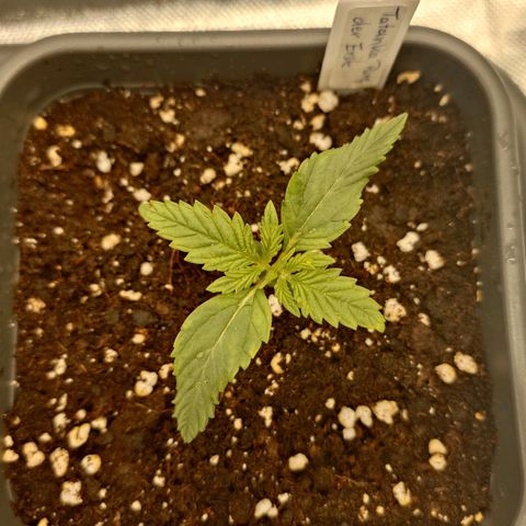 Tatanka Brothers growlog timeline photo