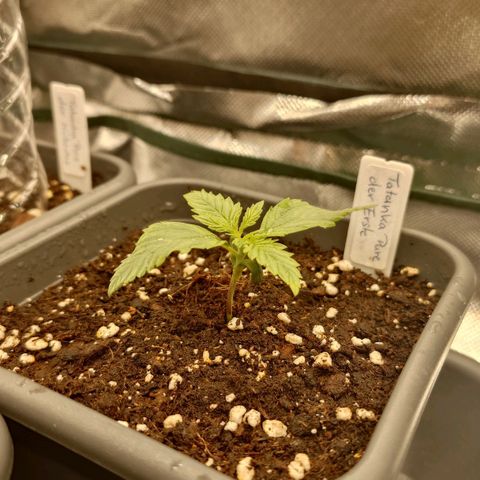 Tatanka Brothers growlog timeline photo