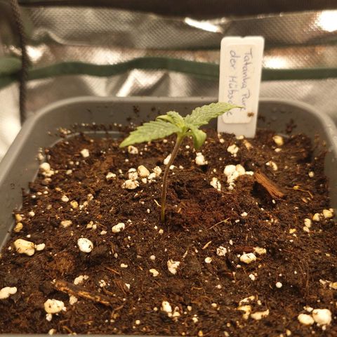 Tatanka Brothers growlog timeline photo