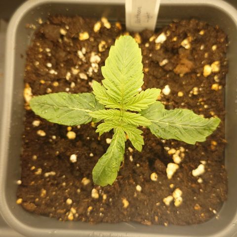 Northern Lights growlog timeline photo