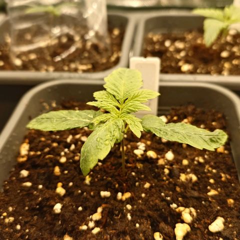 Northern Lights growlog timeline photo