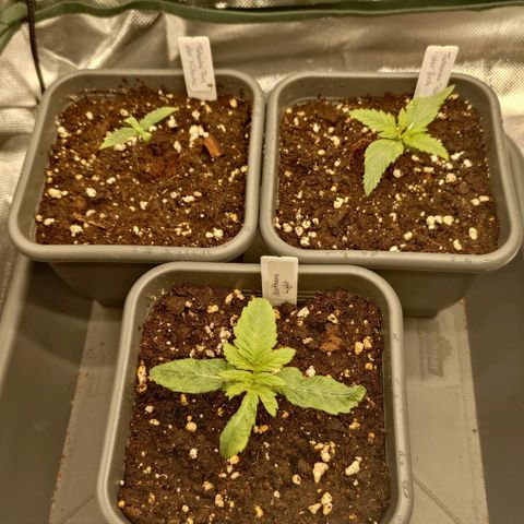 Tatanka Brothers growlog timeline photo