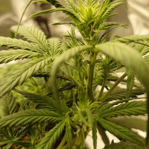 Gorilla Glue Auto growlog timeline photo