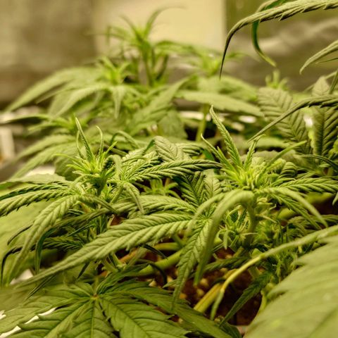 Gorilla Glue Auto growlog timeline photo