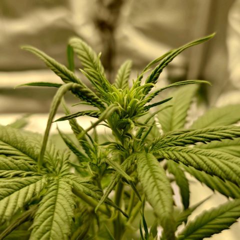 Gorilla Glue Auto growlog timeline photo