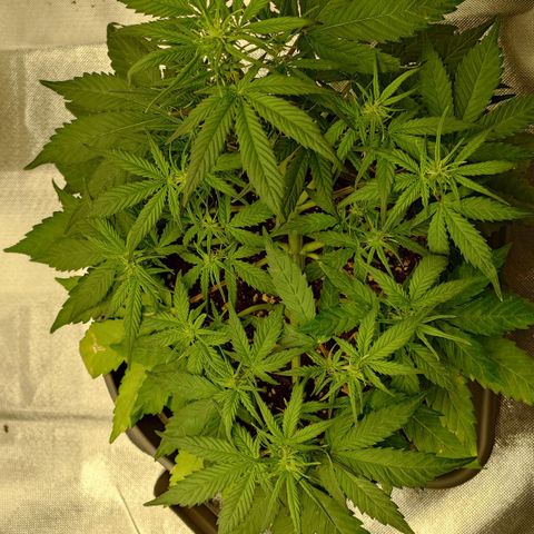 Gorilla Glue Auto growlog timeline photo