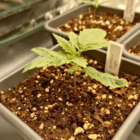 Northern Lights growlog timeline photo