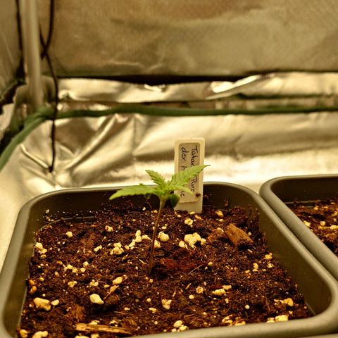 Tatanka Brothers growlog timeline photo