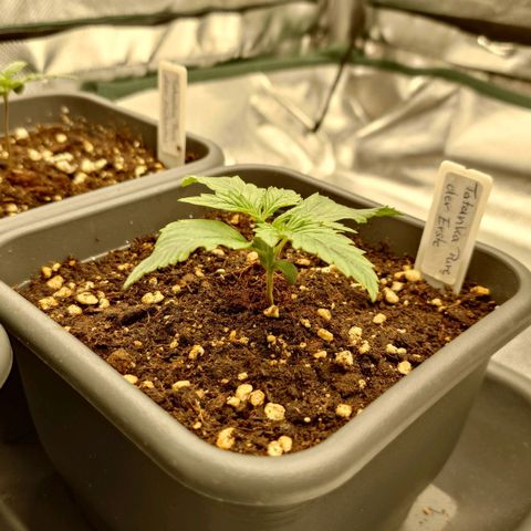 Tatanka Brothers growlog timeline photo