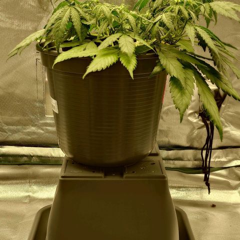 Gorilla Glue Auto growlog timeline photo