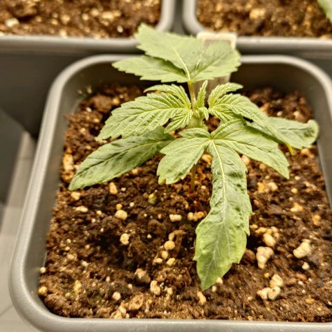 Northern Lights growlog timeline photo