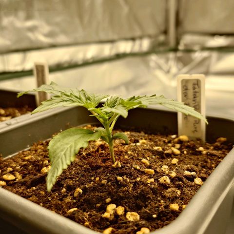 Tatanka Brothers growlog timeline photo