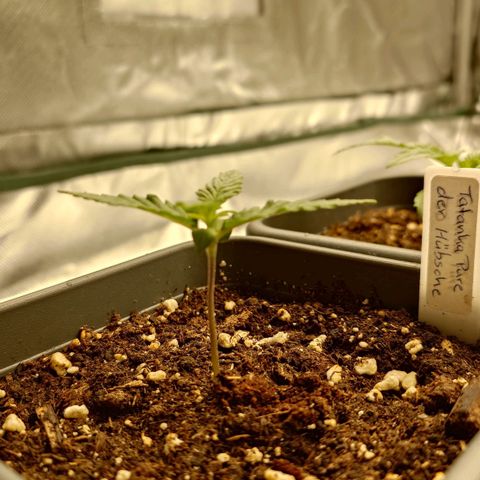 Tatanka Brothers growlog timeline photo