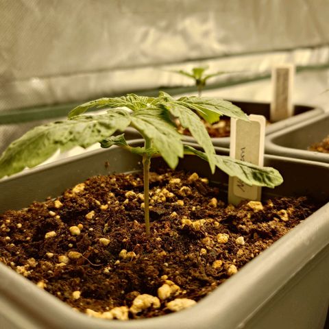 Northern Lights growlog timeline photo