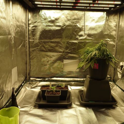 Tatanka Brothers growlog timeline photo