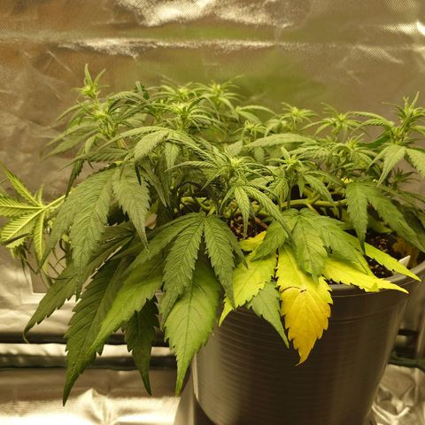 Gorilla Glue Auto growlog timeline photo