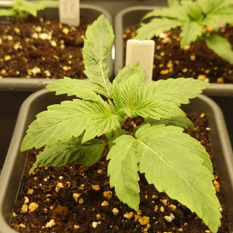 Northern Lights growlog timeline photo