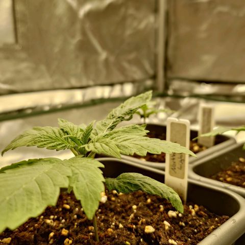 Northern Lights growlog timeline photo