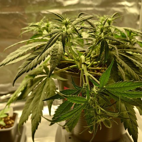 Gorilla Glue Auto growlog timeline photo